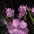 Geranium 2